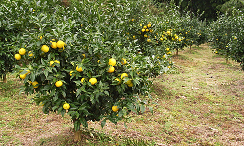 もぎたて柚子がふわっと薫る、南国風味。