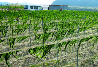四万十町のぴりから特選生姜と、瀬戸内えびの華麗な出会い
